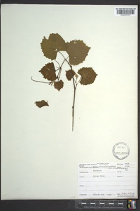 Muscadinia rotundifolia image