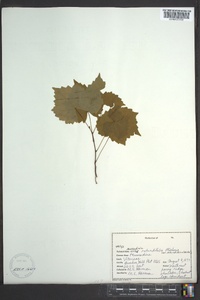 Muscadinia rotundifolia image