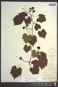 Muscadinia rotundifolia image