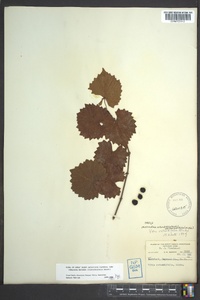 Muscadinia rotundifolia image