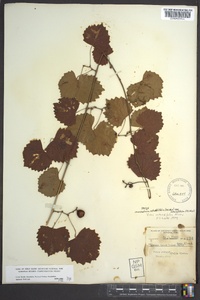Muscadinia rotundifolia image