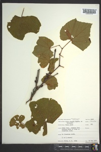 Vitis cinerea image