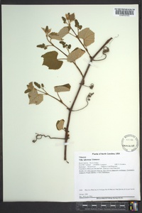 Vitis labrusca image