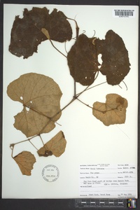 Vitis labrusca image