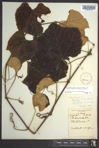 Vitis labrusca image