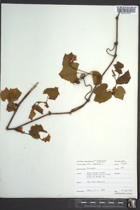 Vitis labrusca image