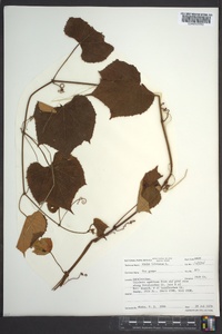 Vitis labrusca image