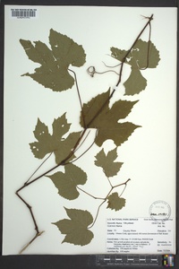 Vitis palmata image