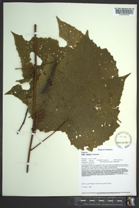 Vitis vulpina image