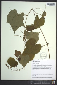 Vitis vulpina image