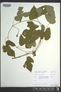 Vitis vulpina image