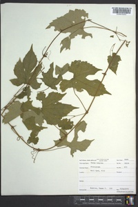 Vitis vulpina image