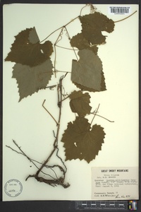 Vitis vulpina image