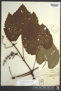 Vitis vulpina image