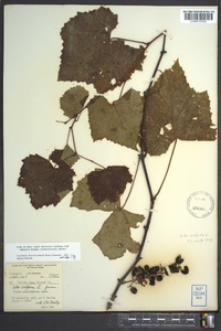 Vitis vulpina image