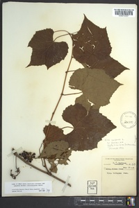 Vitis vulpina image