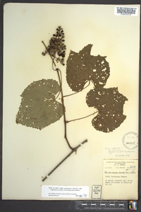 Vitis vulpina image