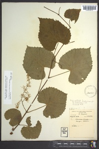 Vitis vulpina image