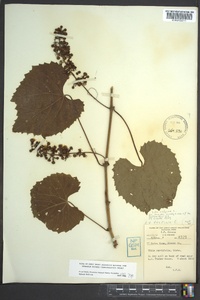 Vitis vulpina image