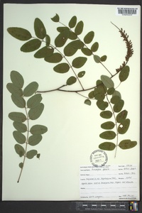 Amorpha glabra image