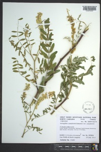 Astragalus canadensis image