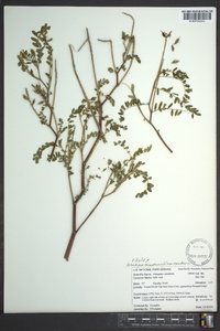 Astragalus canadensis image