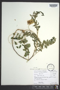 Astragalus canadensis image