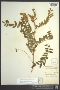 Astragalus canadensis image