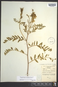 Astragalus canadensis image