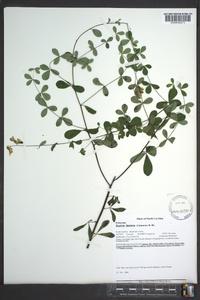 Baptisia tinctoria image