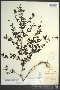 Baptisia tinctoria image