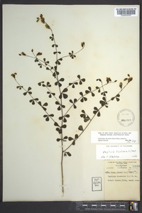 Baptisia tinctoria image