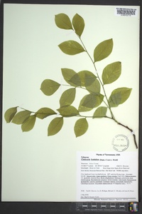 Cladrastis kentukea image