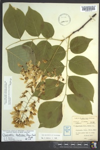 Cladrastis kentukea image