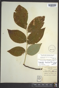 Cladrastis kentukea image