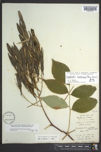 Cladrastis kentukea image