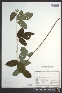 Desmodium canescens image