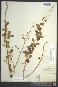 Desmodium ciliare image