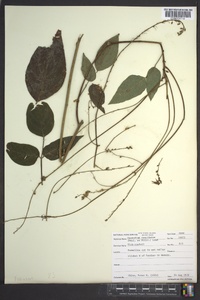 Desmodium cuspidatum image