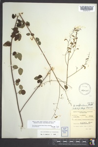 Desmodium marilandicum image