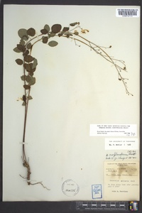 Desmodium marilandicum image