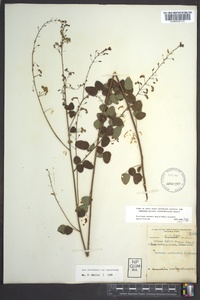 Desmodium marilandicum image