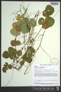 Desmodium rotundifolium image