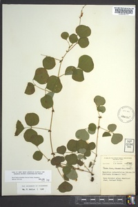 Desmodium rotundifolium image