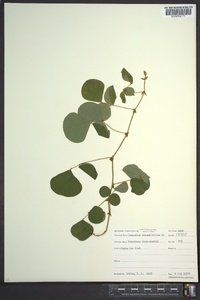 Desmodium rotundifolium image