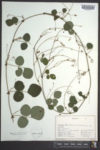 Desmodium rotundifolium image