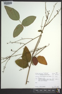 Desmodium viridiflorum image