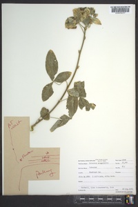 Laburnum anagyroides image