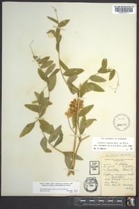 Lathyrus venosus image