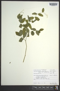 Lathyrus venosus image